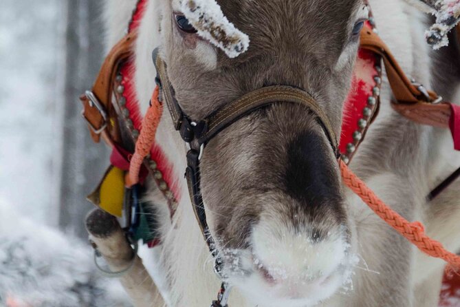 Authentic Reindeer Farm Experience in Rovaniemi - Why the morning feeding matters