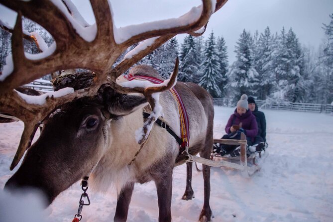 Authentic Reindeer Farm Experience in Rovaniemi - Transport from Rovaniemi and the 9:00 start