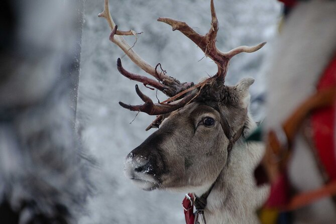 Authentic Reindeer Farm Experience in Rovaniemi - Is $120.15 a fair price?