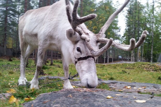 Authentic Reindeer Farm Experience in Rovaniemi - Practical details before you book