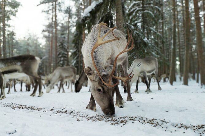 Authentic Reindeer Farm Experience in Rovaniemi - A small group makes the visit easier