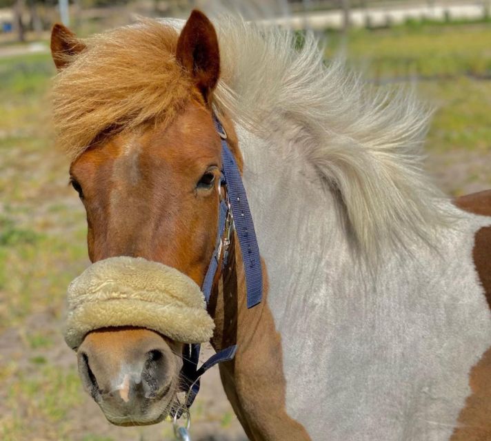 Aveiro: Horseback Riding at a Pedagogical Farm - How much value do you get for $29?