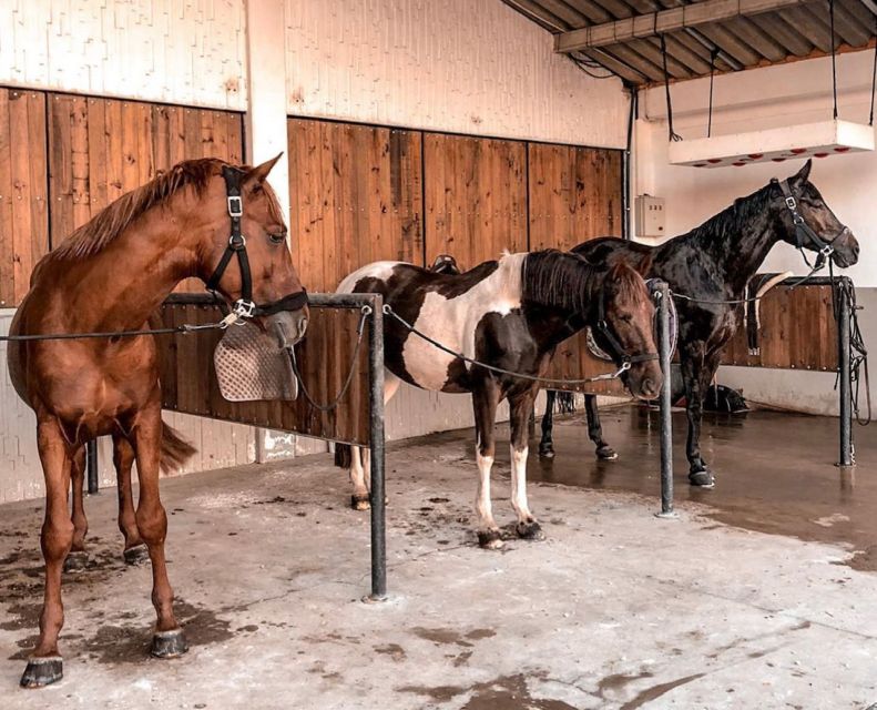 Aveiro: Horseback Riding at a Pedagogical Farm - Weather, comfort, and access