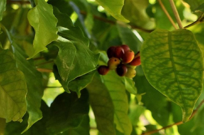 Award Winning Farm Tour: Coffee, Chocolate and Unique Gifts - The gift shop and what to buy