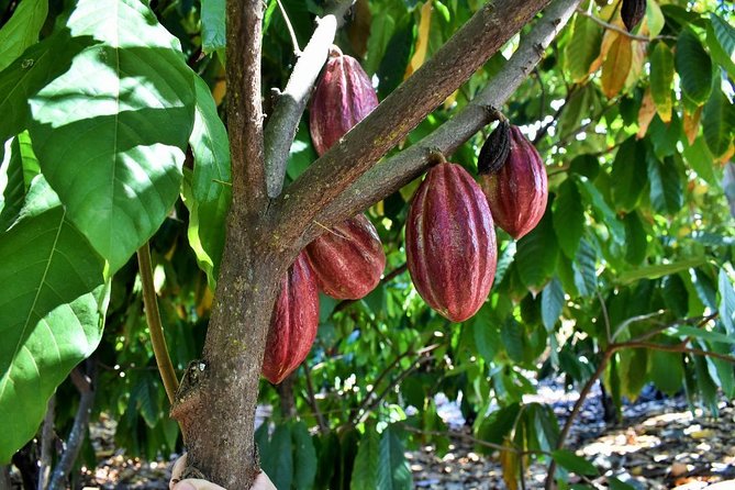 Award Winning Farm Tour: Coffee, Chocolate and Unique Gifts - Timing, location, and practical details
