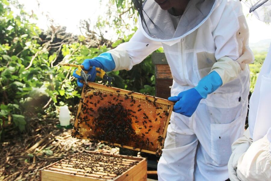 Azores Beekeeping Experience and Honey Tasting - The First 30 Minutes: Safety Before the Hive