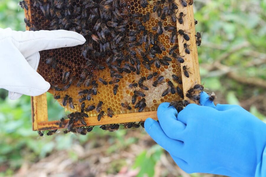 Azores Beekeeping Experience and Honey Tasting - What the Hive Teaches You About Bee Life