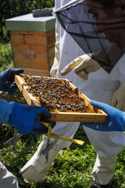 Azores Beekeeping Experience and Honey Tasting - Practical Clothing and Weather Advice