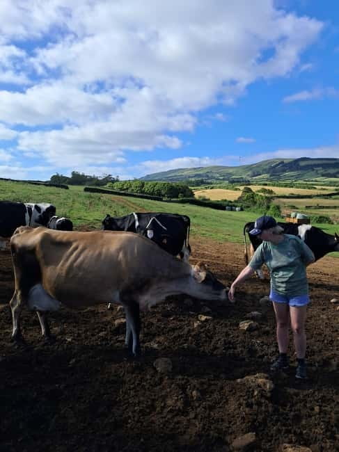 Azores: Dairy Farm Tour - Key points about the Terceira dairy farm tour