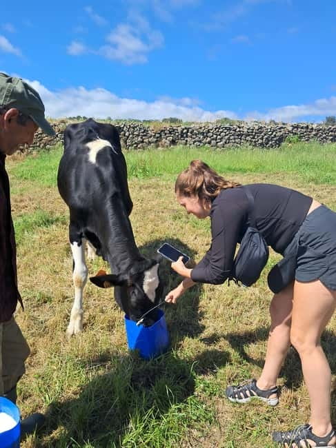 Azores: Dairy Farm Tour - Why a dairy farm makes a good Terceira experience