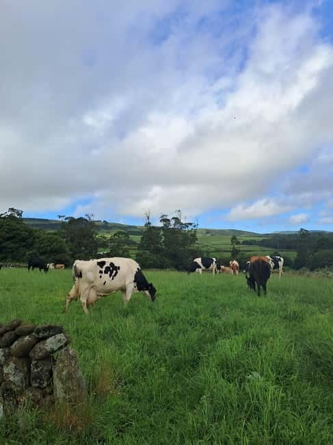 Azores: Dairy Farm Tour - Watching the milking process