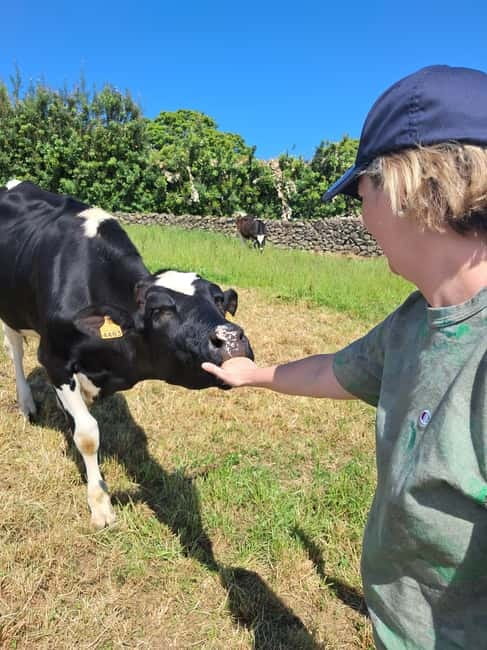 Azores: Dairy Farm Tour - Spending time with the calves