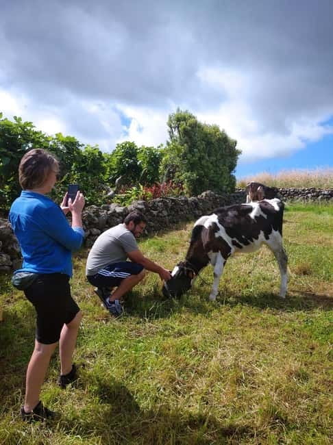Azores: Dairy Farm Tour - Following milk to the collection station