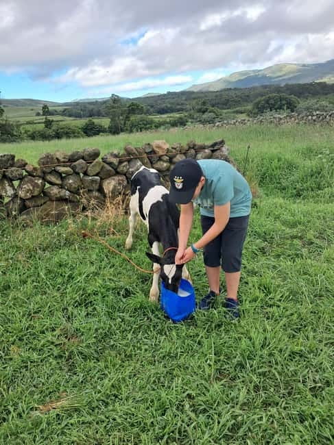 Azores: Dairy Farm Tour - What the $70 price includes