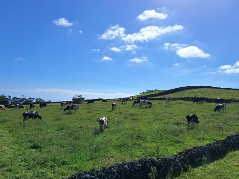 Azores: Dairy Farm Tour - Leaving Angra do Heroísmo in a small van