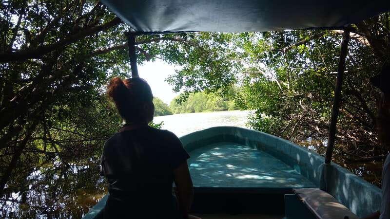 .Baby Turtle Release, Lagoon Boat Ride, and Crocodile Farm - Why This Five-Hour Wildlife Trip Is Different