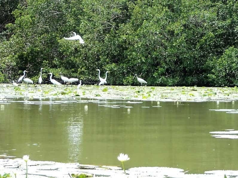 .Baby Turtle Release, Lagoon Boat Ride, and Crocodile Farm - Private or Group Tour?