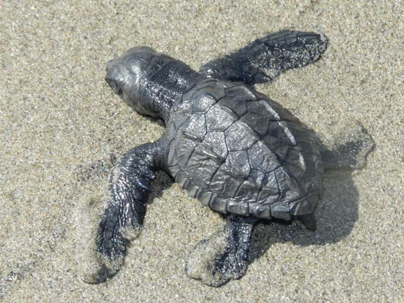 .Baby Turtle Release, Lagoon Boat Ride, and Crocodile Farm - Who Will Enjoy This Acapulco Excursion?