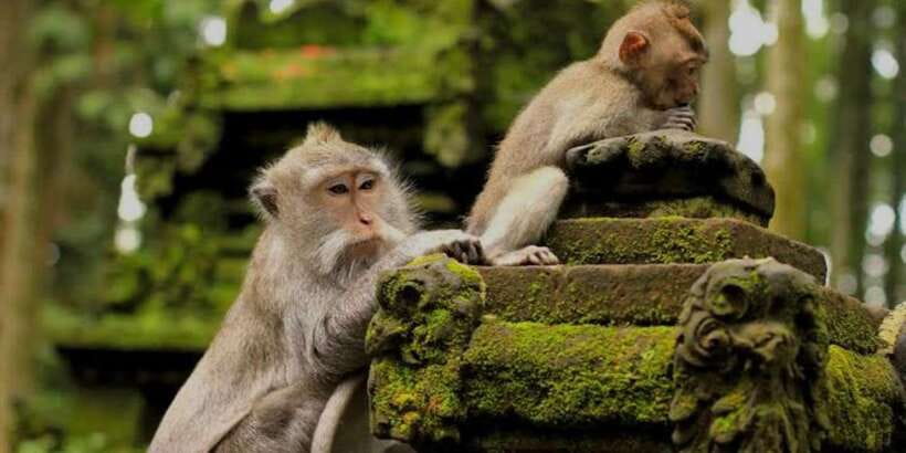 Bali: Bali Swing, Monkey Forest, Rice Terrace, Waterfall - A full day from forest shade to falling water