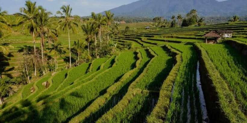 Bali: Bali Swing, Monkey Forest, Rice Terrace, Waterfall - Village visits, coffee, and tea tasting