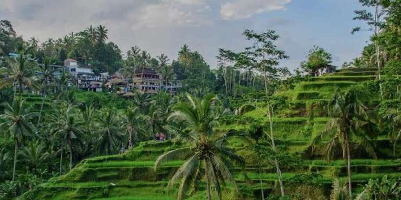 Bali: Bali Swing, Monkey Forest, Rice Terrace, Waterfall - Morning at Ubud’s Sacred Monkey Forest