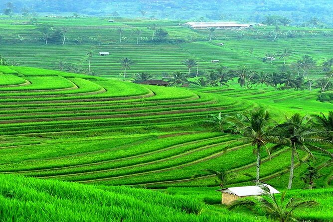 Bali: Bedugul Lake Temple, Banyumala Waterfall, UNESCO Rice Field - What the $30 price really covers