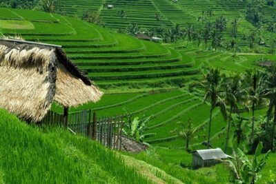 Bedugul Lake Temple, Banyumala Waterfall, UNESCO Rice Field