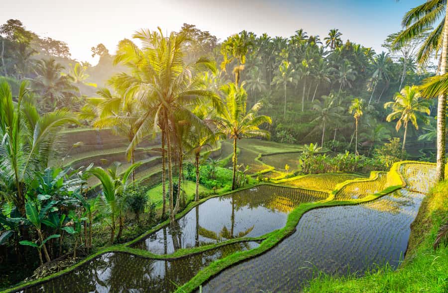 Bali: Besakih Great Temple Tour with Waterfal & Rice Terrace - Key points to know before booking