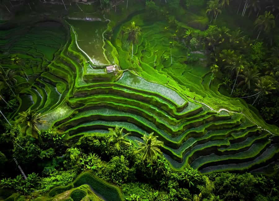 Bali: Besakih Great Temple Tour with Waterfal & Rice Terrace - Who should book this tour
