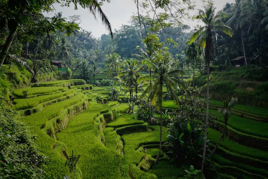 Bali Bliss: Yoga, Floating Breakfast and Rice terrace walk - Who will enjoy this most?