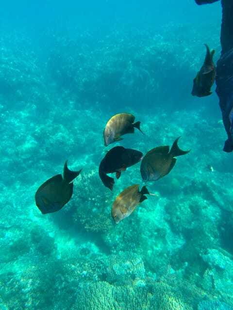 Bali: Blue Lagoon Snorkeling, Waterfall, and Plantation - Snorkeling at Tanjung Jepun