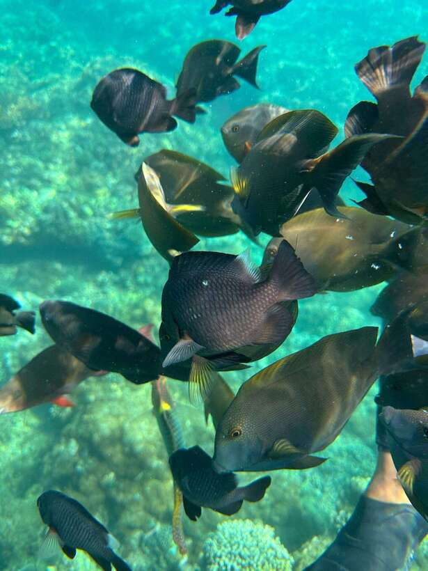 Bali: Blue Lagoon Snorkeling, Waterfall, and Plantation - How the guides and drivers shape the day