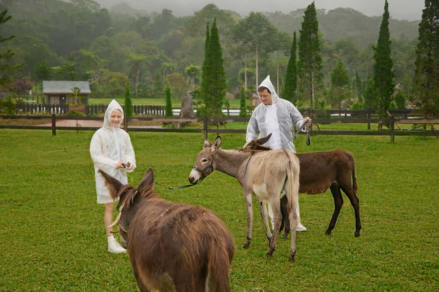 Bali: Farm House Experience with Entry Ticket & Options - Donkey sessions: a closer look at the choices