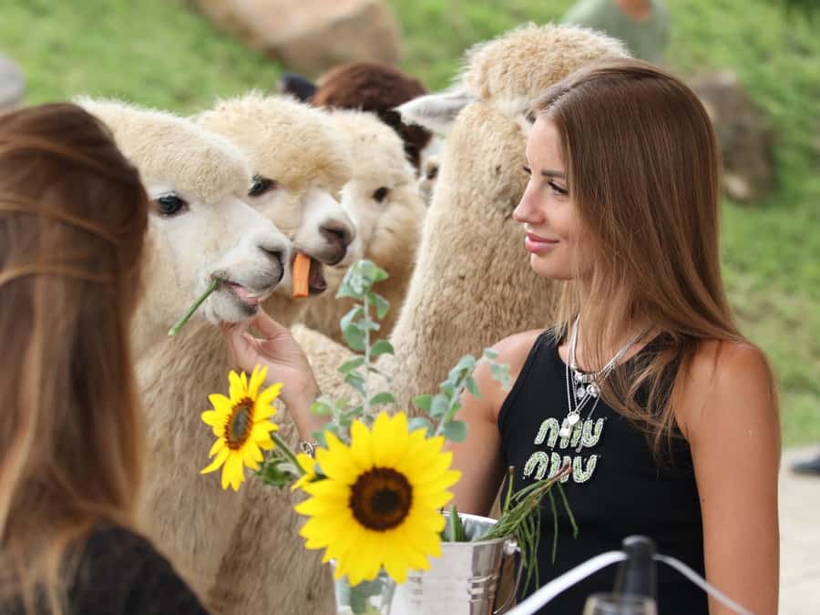 Bali: Farm House Experience with Entry Ticket & Options - Brunch with alpacas and a slower morning