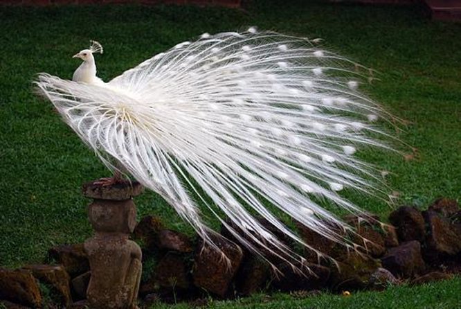 Bali Highlights : Nature, Waterfall, Rice Terraces and Volcano - A full day from Kuta into Bali’s green interior