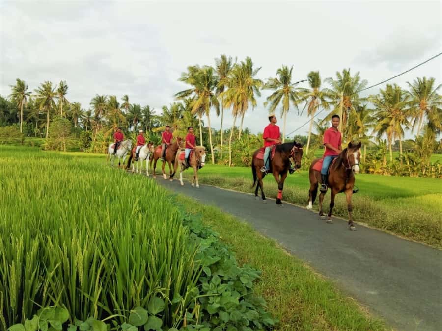 Bali: Horse Riding on Pigstone Beach and in the Rice Fields - Who will enjoy this ride most
