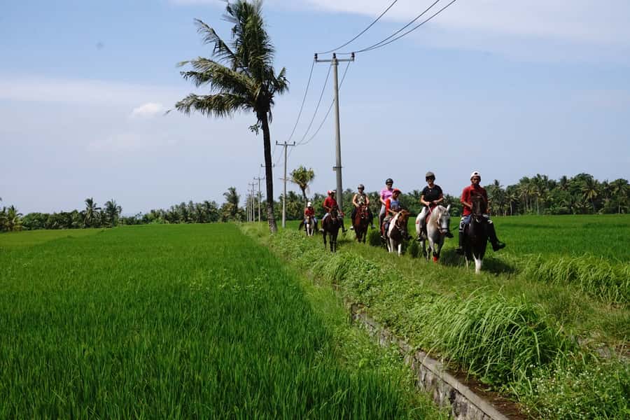 Bali: Horse Riding on Pigstone Beach and in the Rice Fields - Timing, groups, and small practical details