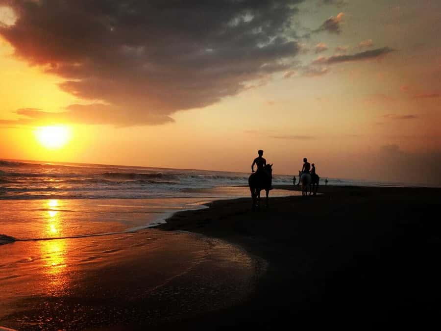Bali: Horse Riding on Pigstone Beach and in the Rice Fields - A slower look at Bali’s working paddies