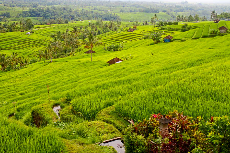 Bali: Jatiluwih Rice Terraces 1 Hour Electric Bike Tour - Key points to know before you book