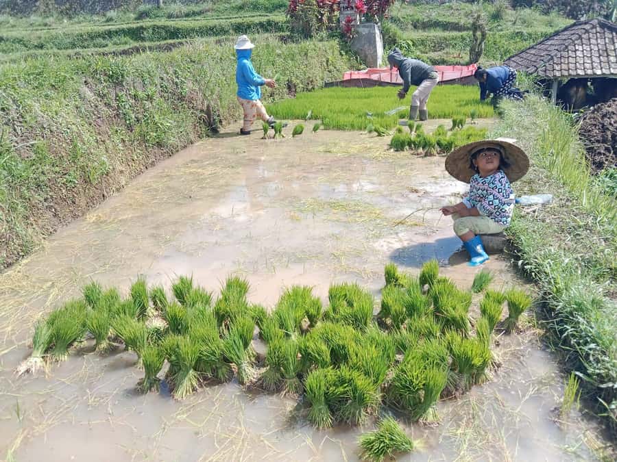 Bali: Jatiluwih Rice Terraces 1 Hour Electric Bike Tour - The guide adds context to a short ride