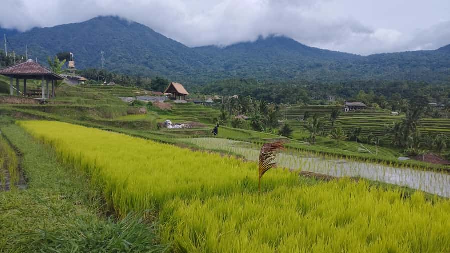 Bali: Jatiluwih Rice Terraces 1 Hour Electric Bike Tour - What the one-hour route feels like