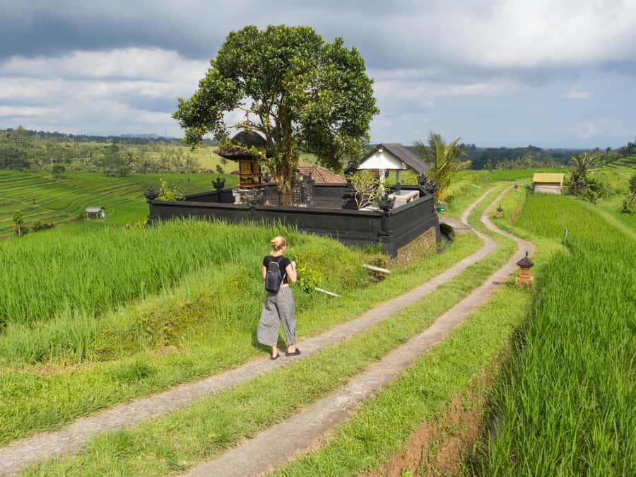 Bali: Jatiluwih Rice Terraces, Sangeh Forest & Coffee Tour - Why this half-day route works