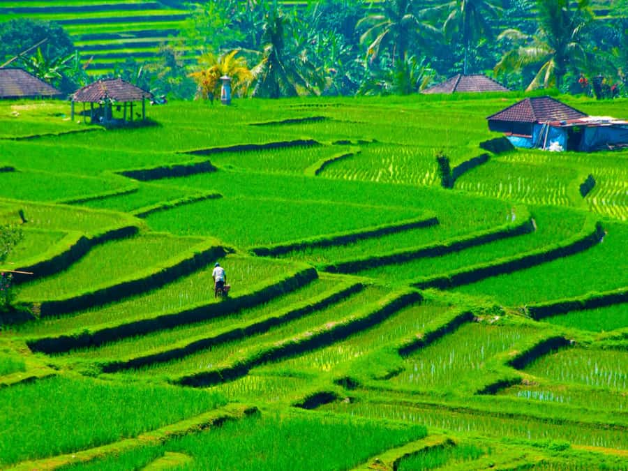 Bali: Jatiluwih Rice Terraces, Sangeh Forest & Coffee Tour - Jatiluwih: rice terraces with room to breathe