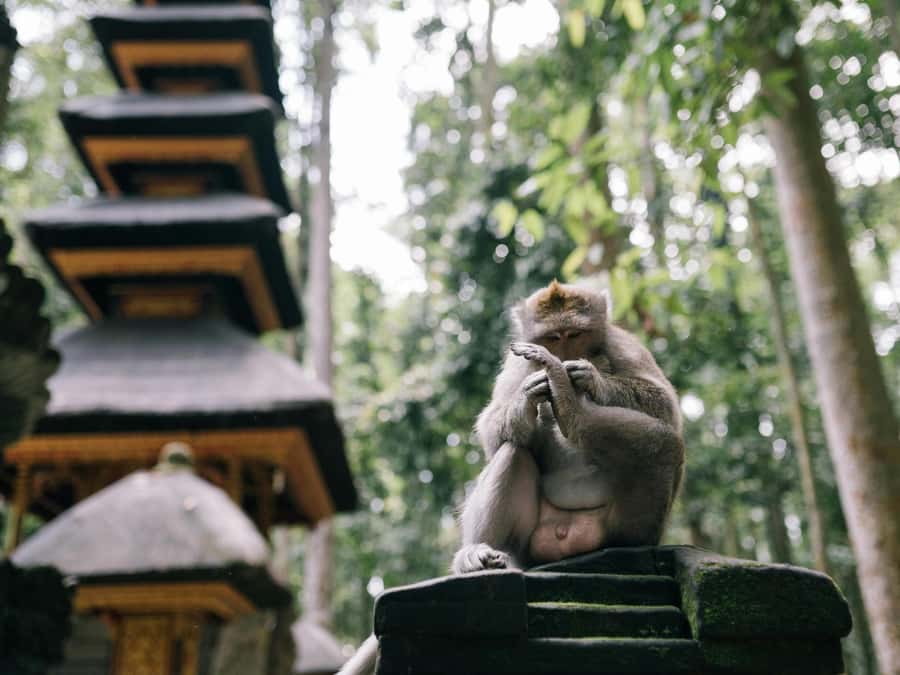 Bali: Jatiluwih Rice Terraces, Sangeh Forest & Coffee Tour - Timing, comfort, and small practical matters