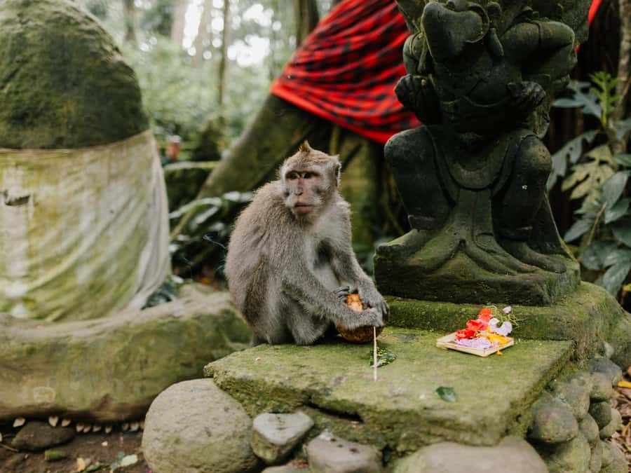 Bali: Jatiluwih Rice Terraces, Sangeh Forest & Coffee Tour - Who should book this tour?