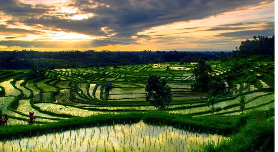 Bali: Jatiluwih Rice Terraces, Water Temple, Waterfall Tour - Key points to know before booking