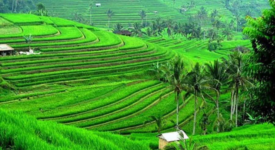 Bali: Jatiluwih Rice Terraces, Water Temple, Waterfall Tour - Why this North Bali route works