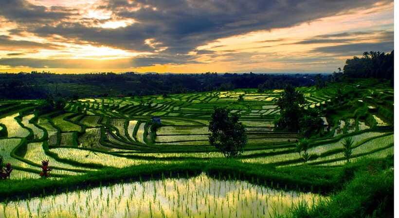 Bali: Jatiluwih Rice Terraces, Water Temple, Waterfall Tour - Who will get the most from this tour