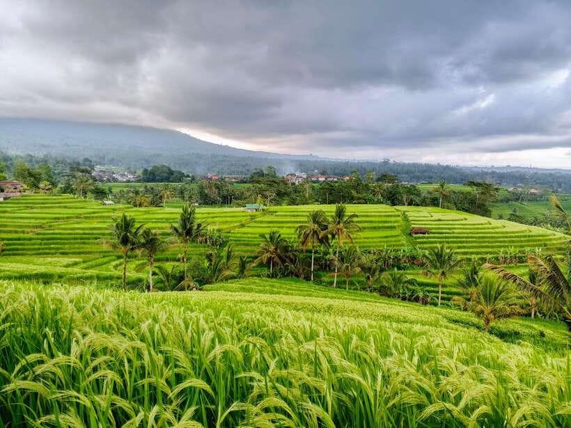 Bali: Lake Temple, Jatiluwih Rice Terrace & Waterfall Tour - Handara Gate and the photo stop reality