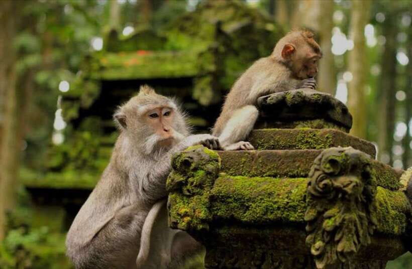 Bali: monkey forest, rice terrace, water temple, waterfall - Tegallalang Rice Terrace and the subak system